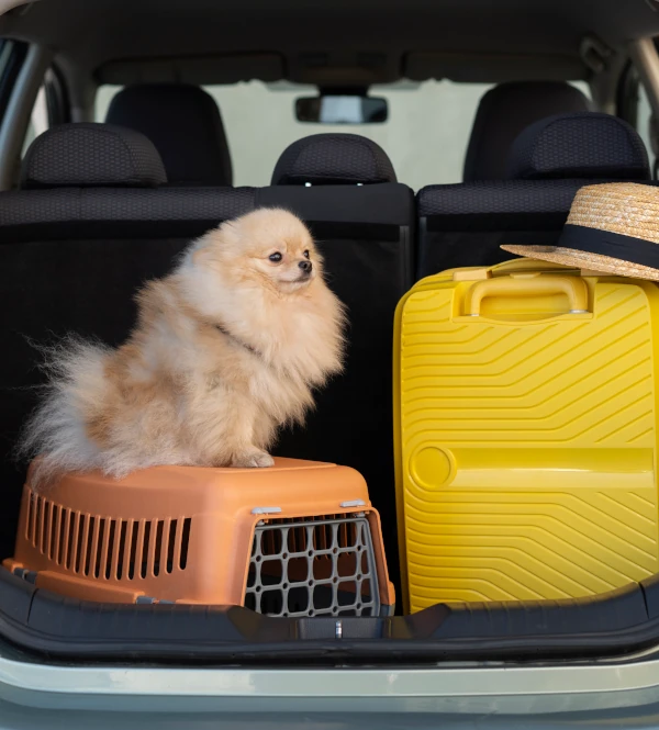 Viajar en coche con mascotas de forma segura y responsable